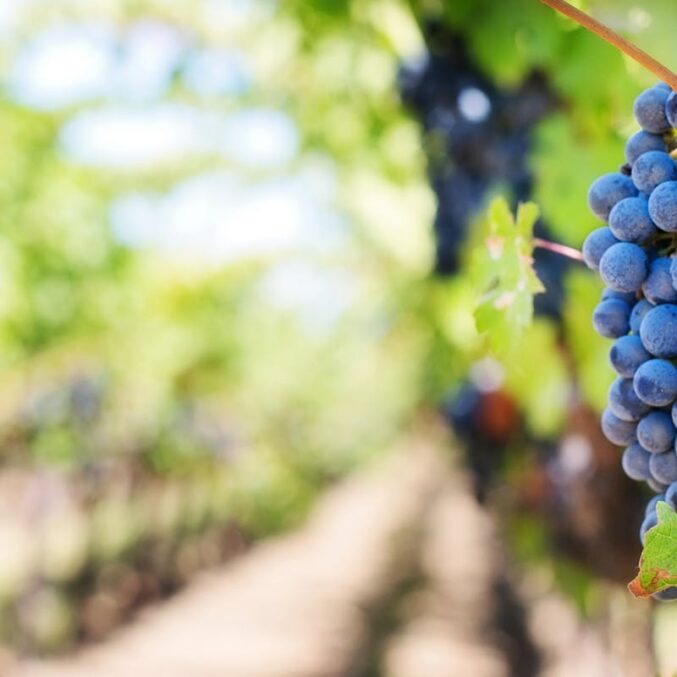 purple-grapes-vineyard-napa-valley-napa-vineyard-39511-39511 Vin terroir cépage vignoble Limoux